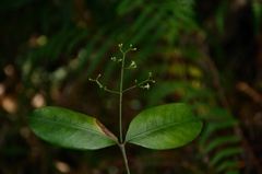 Psychotria sarmentosa