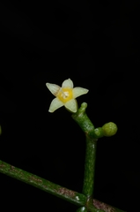 Psychotria sarmentosa