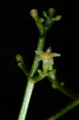 Psychotria sarmentosa