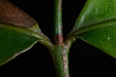 Psychotria sarmentosa