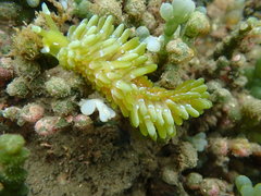 Sacoproteus smaragdinus