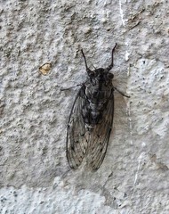 Cicada mordoganensis