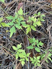 Cardiospermum microcarpum