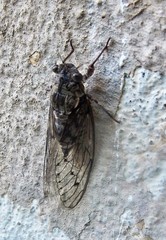 Cicada mordoganensis
