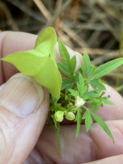 Cardiospermum microcarpum