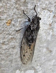 Cicada mordoganensis