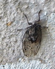 Cicada mordoganensis