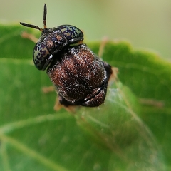 Oplodontha rubrithorax