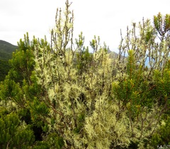 Usnea articulata