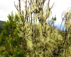 Usnea articulata