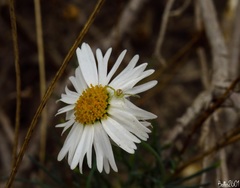 Misumena spinifera