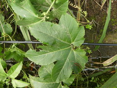 Passiflora adenopoda