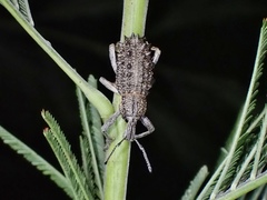 Leptopius duponti
