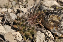 Thelocactus tulensis