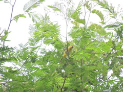 Hemithraupis flavicollis