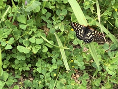 Euphydryas chalcedona chalcedona