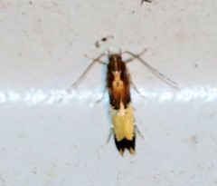 Labdia deliciosella