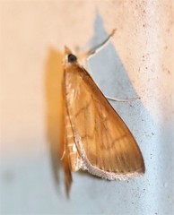 Lamprophaia albifimbrialis