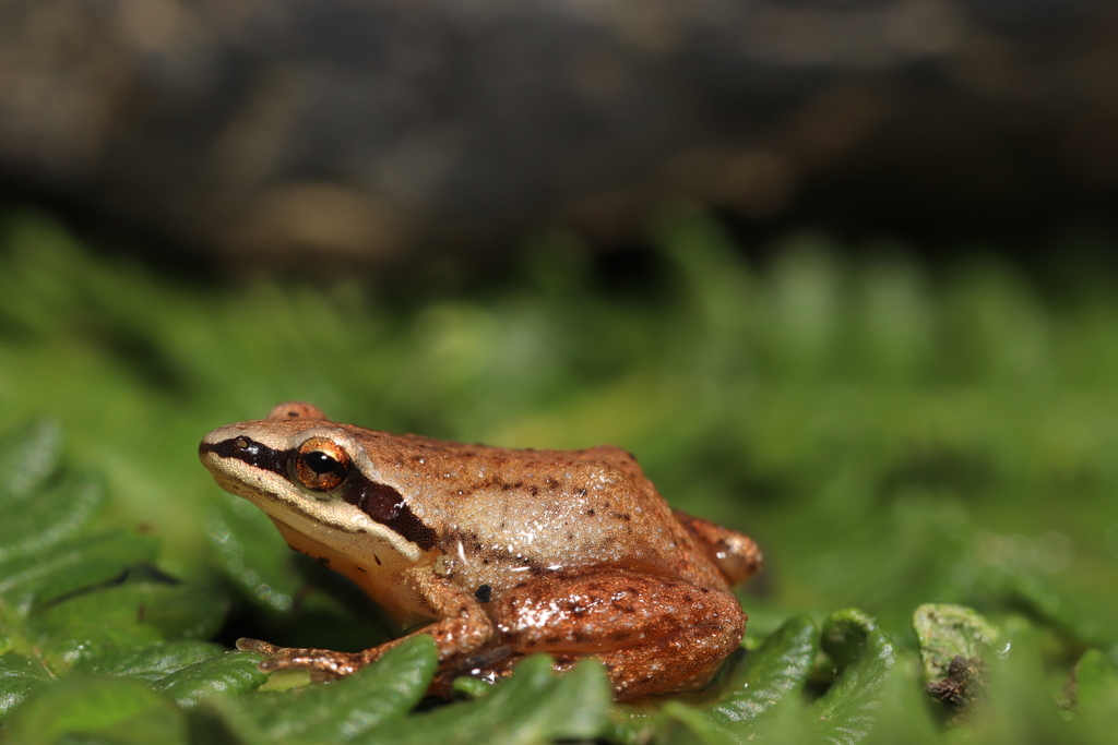 Mistbelt Chirping Frog