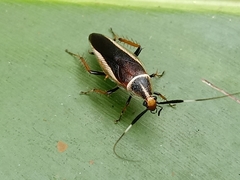 Hemithyrsocera histrio