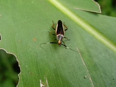 Hemithyrsocera histrio