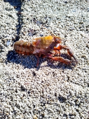 Samastacus spinifrons