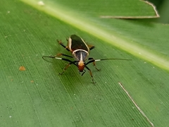 Hemithyrsocera histrio