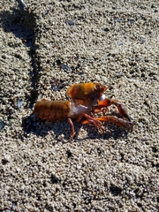 Samastacus spinifrons