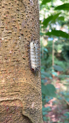 Lepidoptera