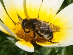 Platynochaetus setosus