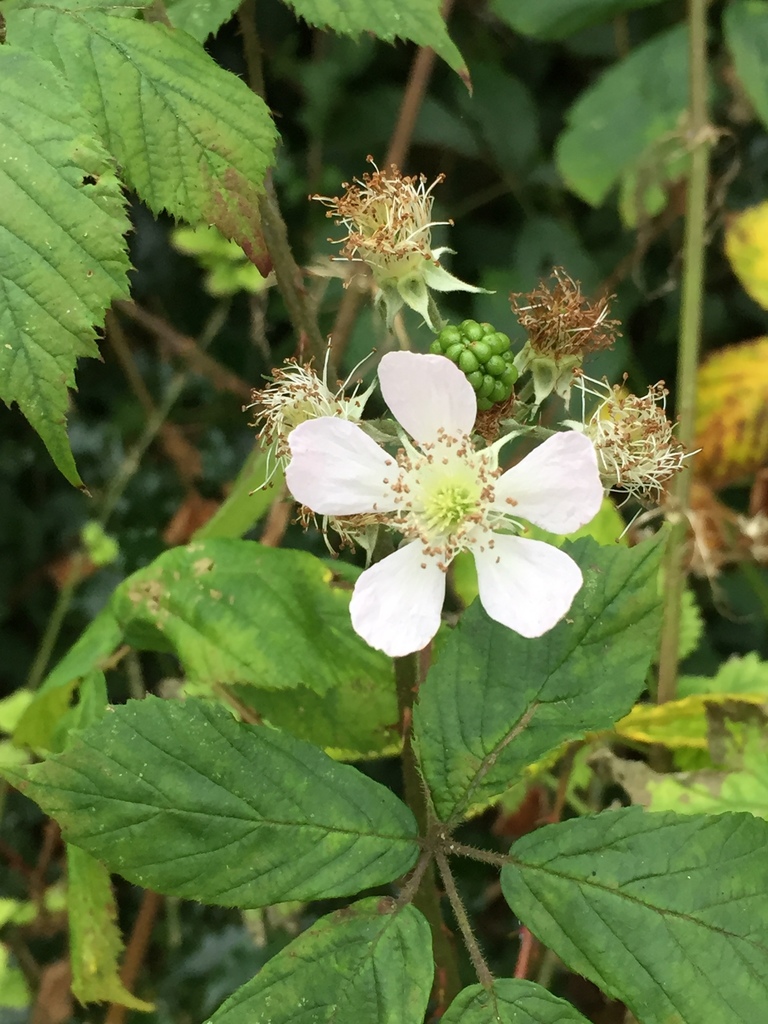 brambles from East Devon AONB, Sidmouth, England, GB on November 24 ...