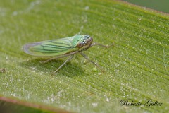 Syncharina argentina