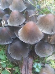 Coprinopsis atramentaria