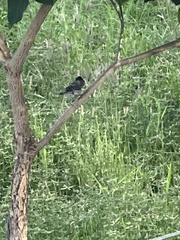 Thamnophilus doliatus