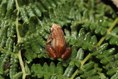 Mistbelt Chirping Frog photo 2