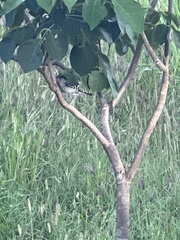 Thamnophilus doliatus