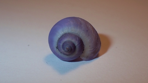 photo of Dwarf Violet Snail (Janthina exigua)