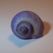 photo of Dwarf Violet Snail (Janthina exigua)