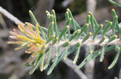 Melaleuca valida