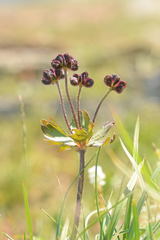 Anemonastrum biarmiense