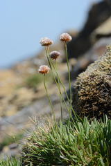 Armeria maritima sibirica