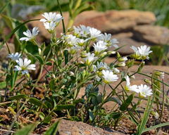 Cerastium krylovii