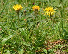 Crepis chrysantha