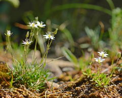 Sabulina uralensis