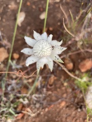 Actinotus leucocephalus