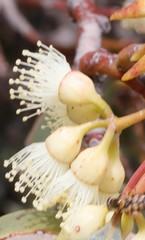 Eucalyptus ecostata