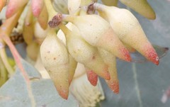 Eucalyptus ecostata