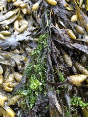 Ulva linza