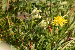 Crepis chrysantha
