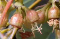 Eucalyptus ecostata